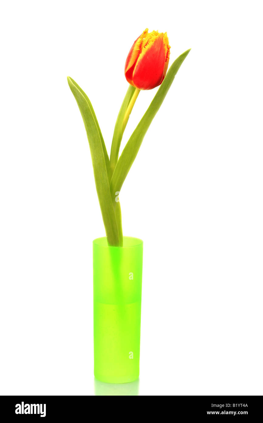 gemeinsamer Garten Tulpe Tulipa Gesneriana Einzelpflanze in einer vase Stockfoto