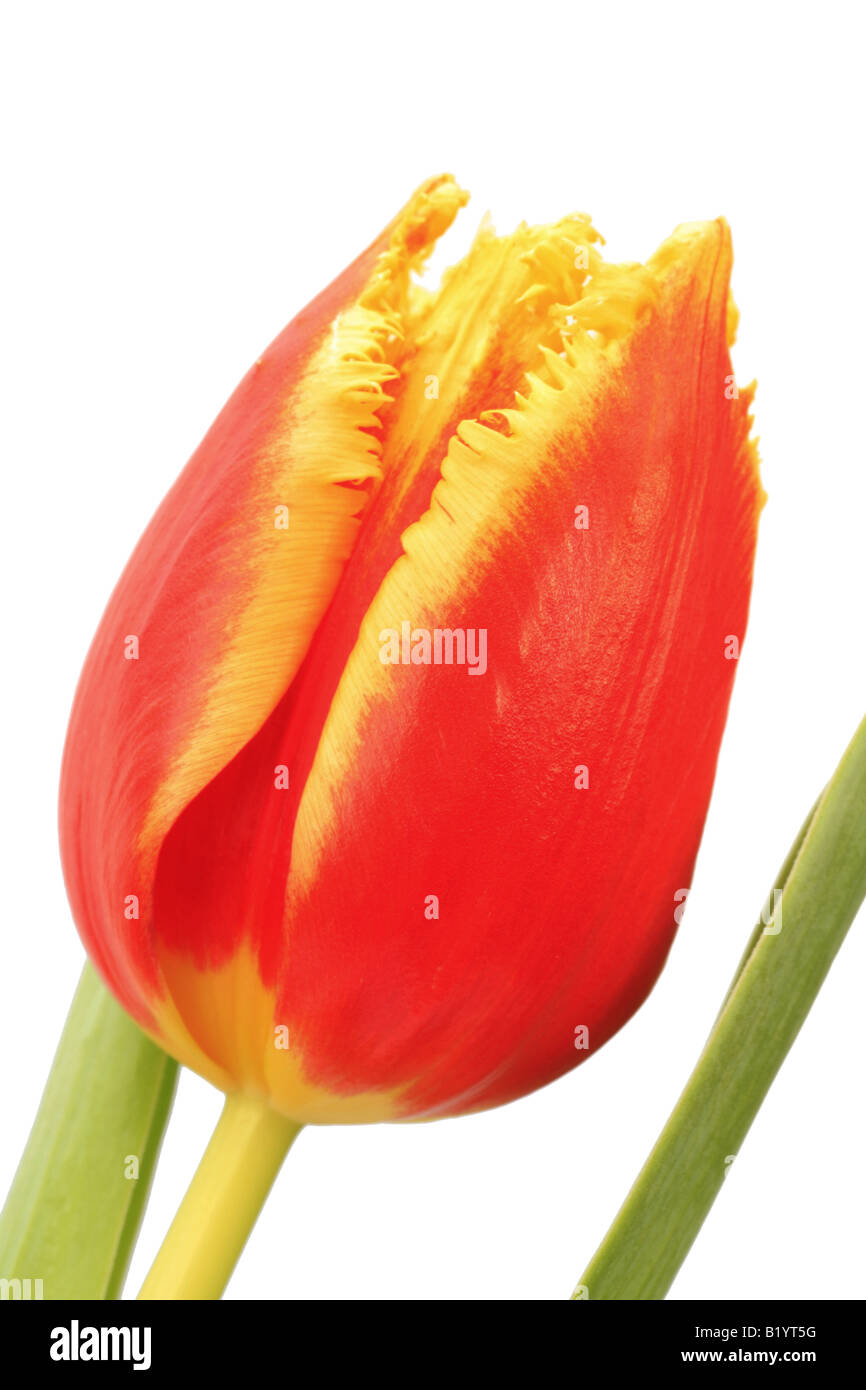 Tulpe Tulipa Spec Blume Stockfoto