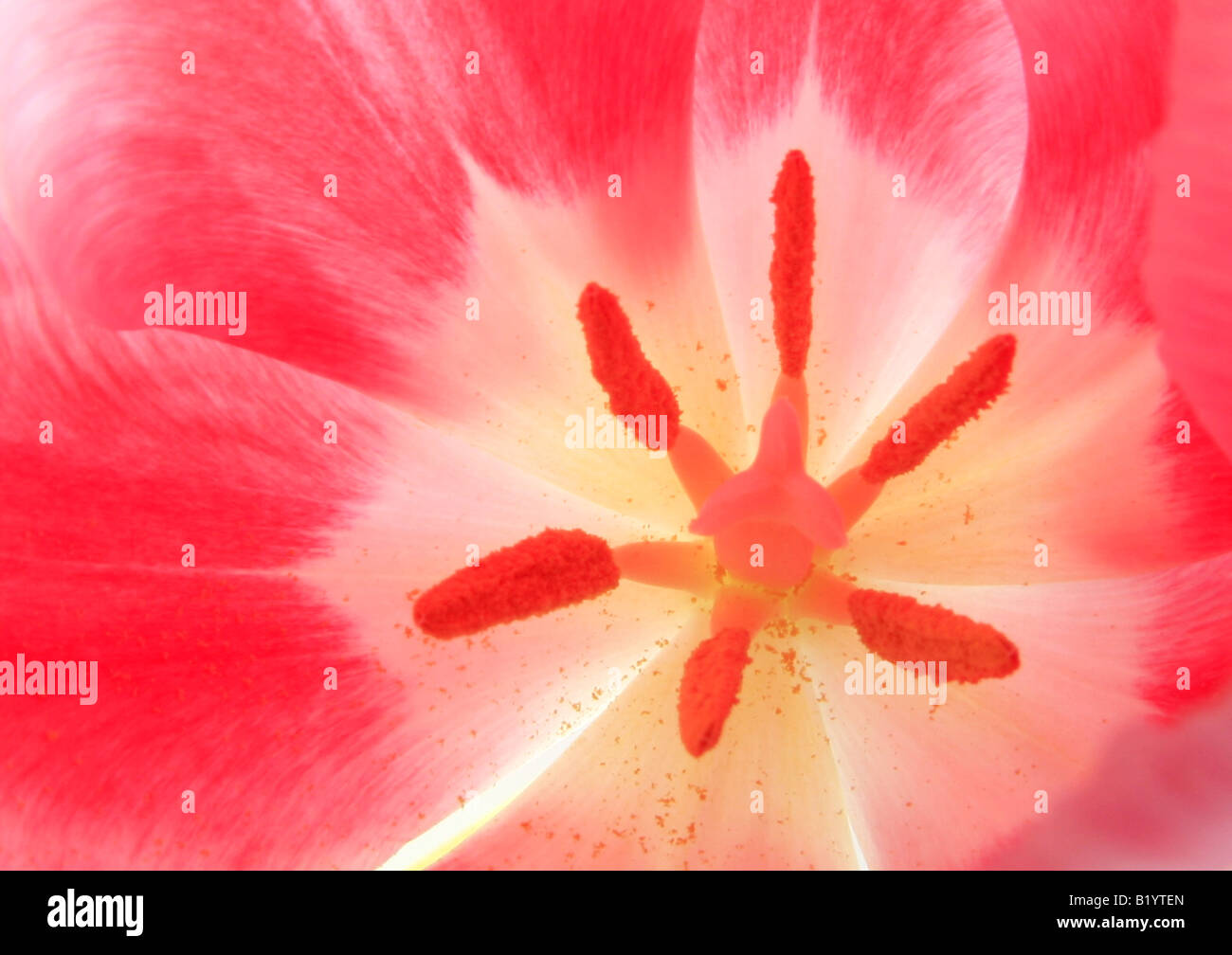 Tulpe Tulipa Spec Detail der Blüte Stockfoto
