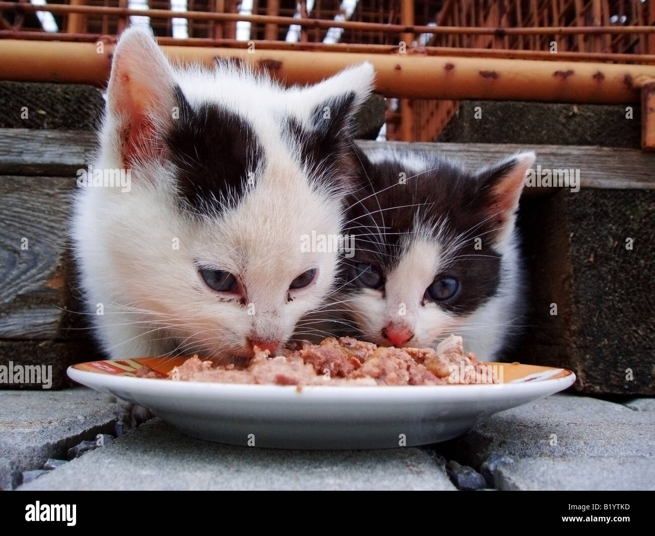 Hauskatze (Felis Silvestris F. Catus) zwei Kätzchen von Fleisch ernähren Stockfoto