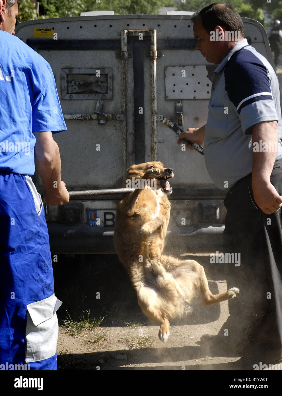 Hund-Catchers in Bukarest, Hauptstadt, Osteuropa. Die Stadtregierung berichtet, dass 9.000 Menschen jedes Jahr gebissen werden Stockfoto