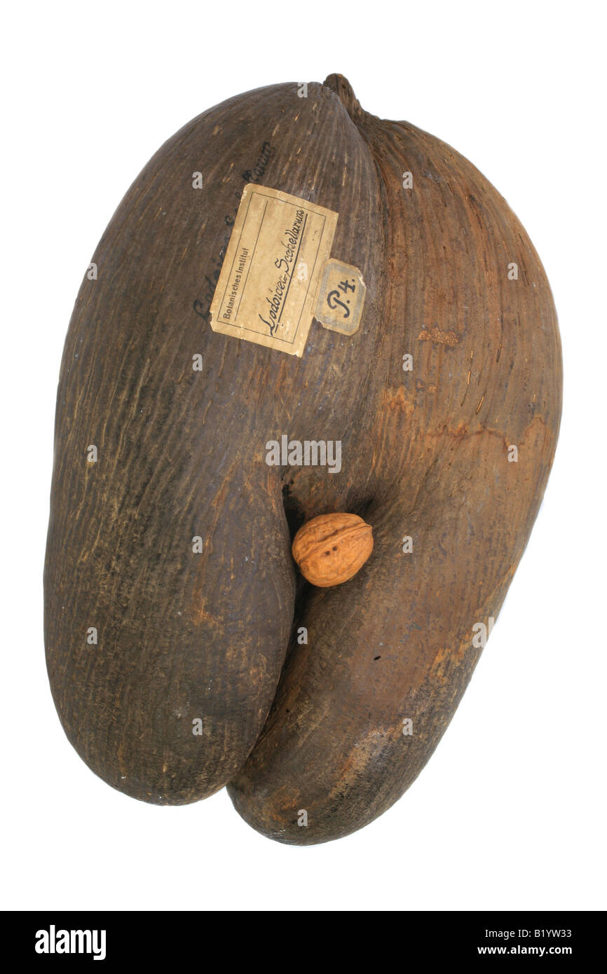 Coco de Mer Double Coconut Lodoicea Maldivica Frucht enthält die größten Samen der Welt Comaprision zu einer Walnuss Juglans regia Stockfoto