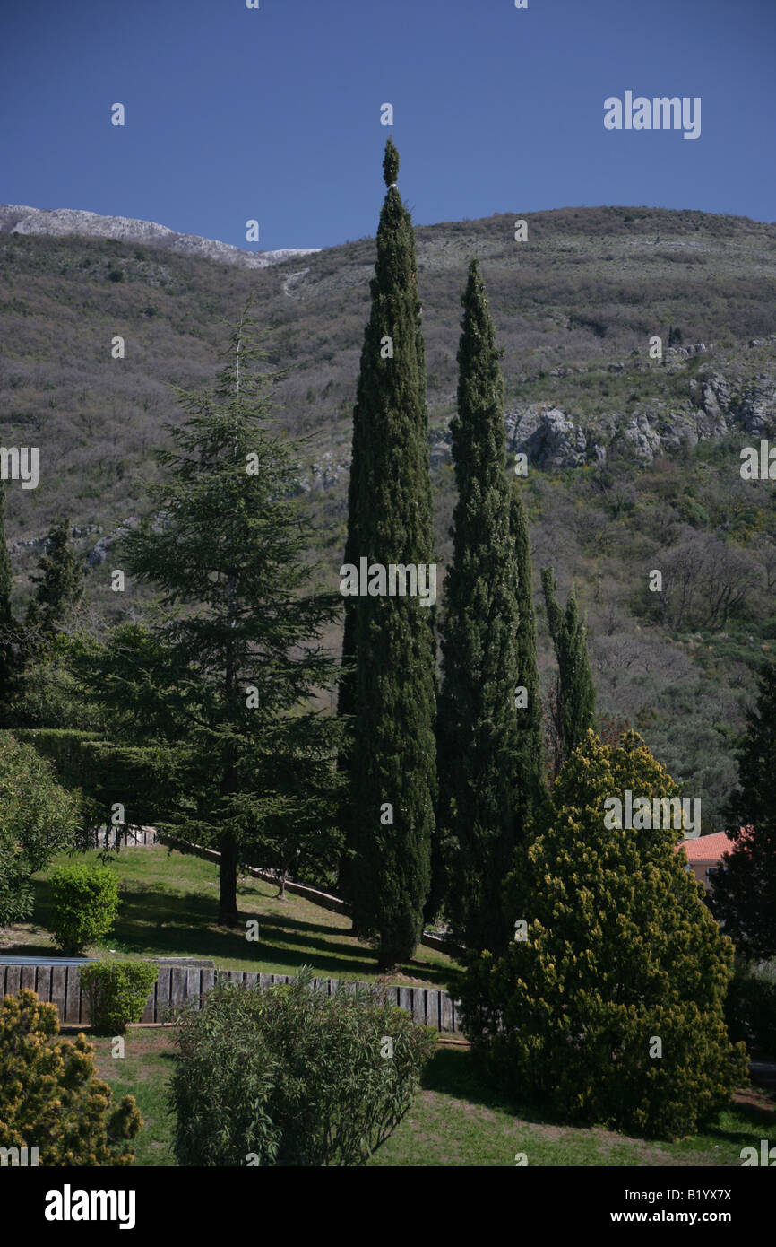 Nadelbäume wachsen in den montenegrinischen Bergen in der Nähe von Kotor Stockfoto