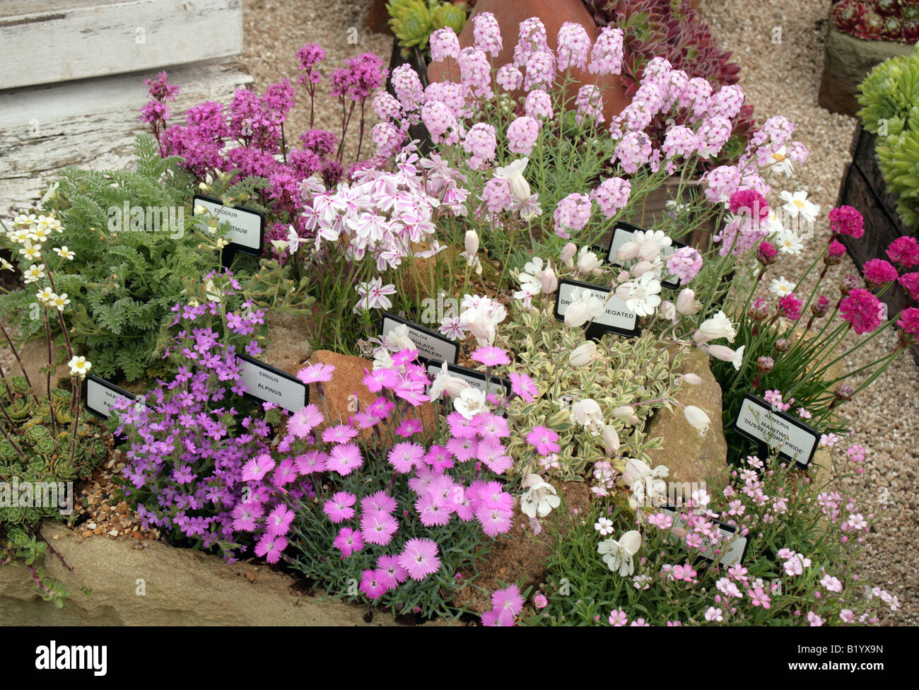 Trog gepflanzt mit Alpenpflanzen Chelsea Flower Show 2008 Stockfoto