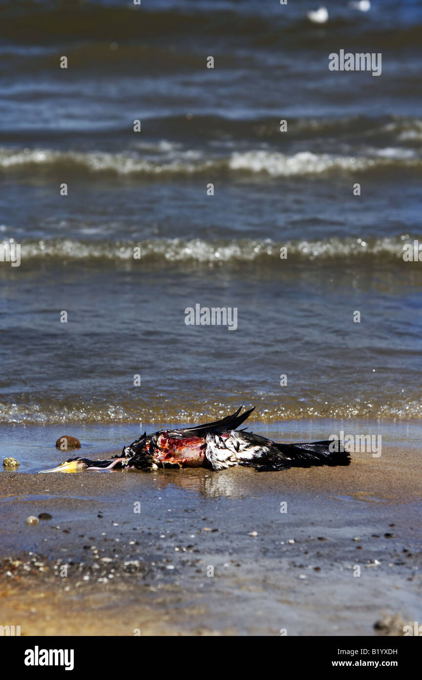 Toten Vogel am Strand. Opfer von Naturkatastrophen, Schädlingsbekämpfung Stockfoto