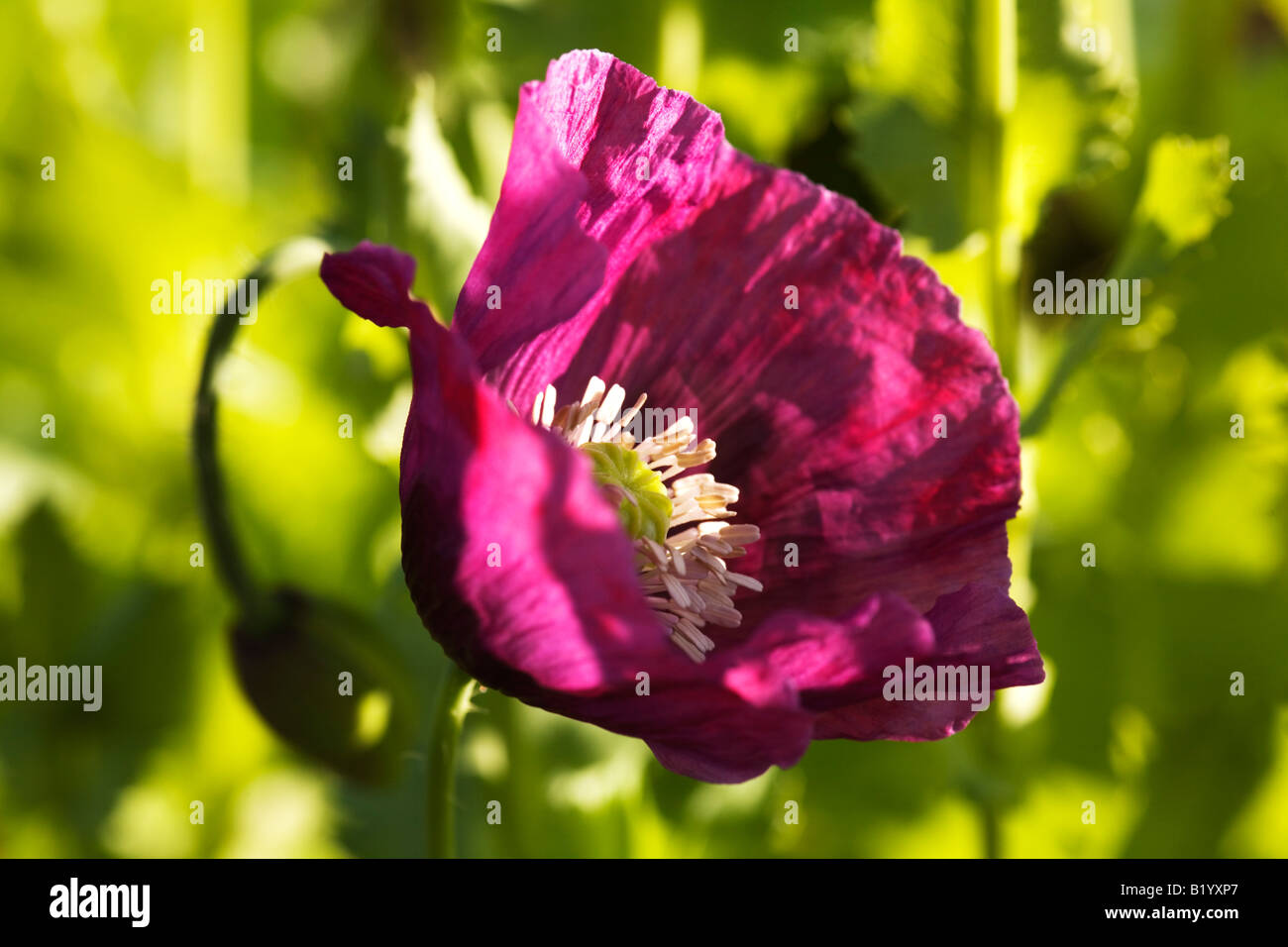 Schlafmohn Papaver somniferum Stockfoto