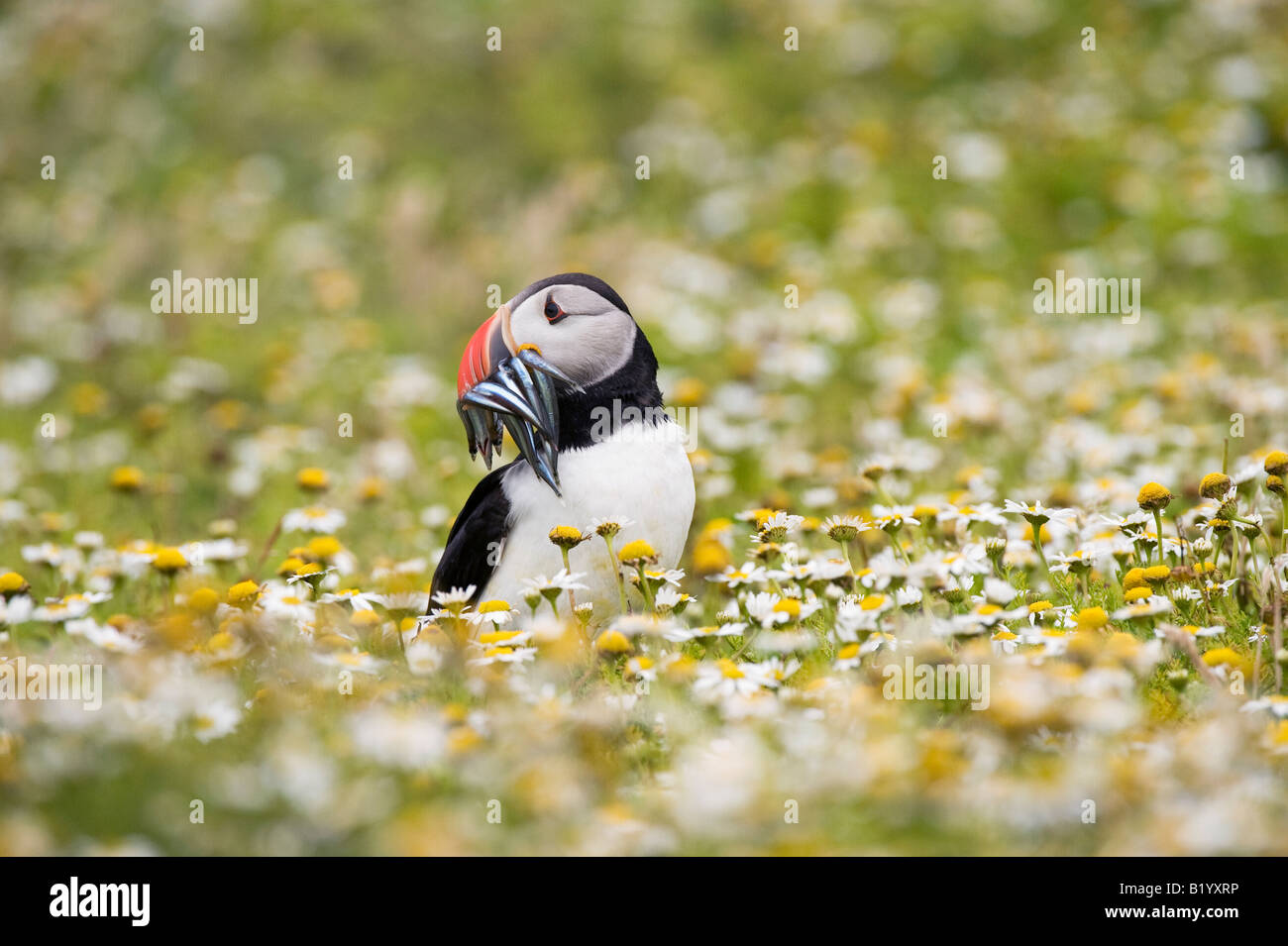 Fratercula Arctica. Papageitaucher mit Sandaal auf einer Klippe auf Skomer Island, Wales Stockfoto