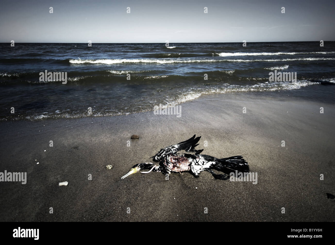 Toten Vogel am Strand. Opfer von Naturkatastrophen, Schädlingsbekämpfung Stockfoto