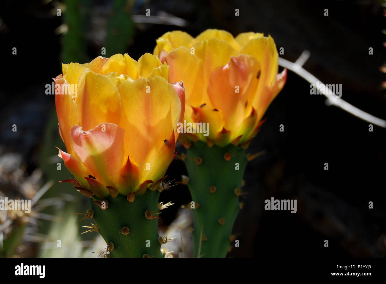 Opuntia Feigenkaktus Kaktus Blumen Stockfoto