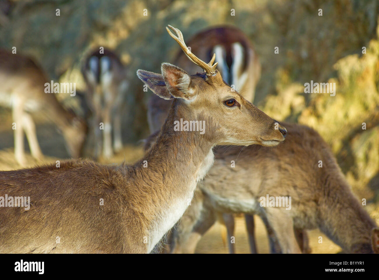 Thasos Insel Hirsch Stockfoto