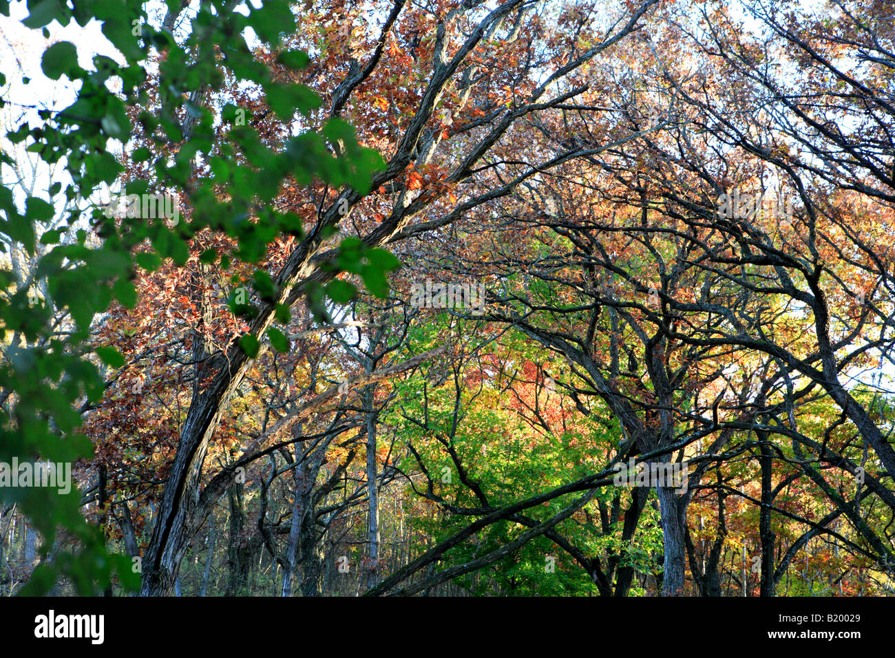 HERBSTLICHEN WÄLDER ZWISCHEN EASTERLY STRAßEN- UND KETTLE MORAINE FAHREN IN KETTLE MORAINE STAATSWALD SÜDLICHEN EINHEIT WALWORTH COUNTY WISCONS Stockfoto