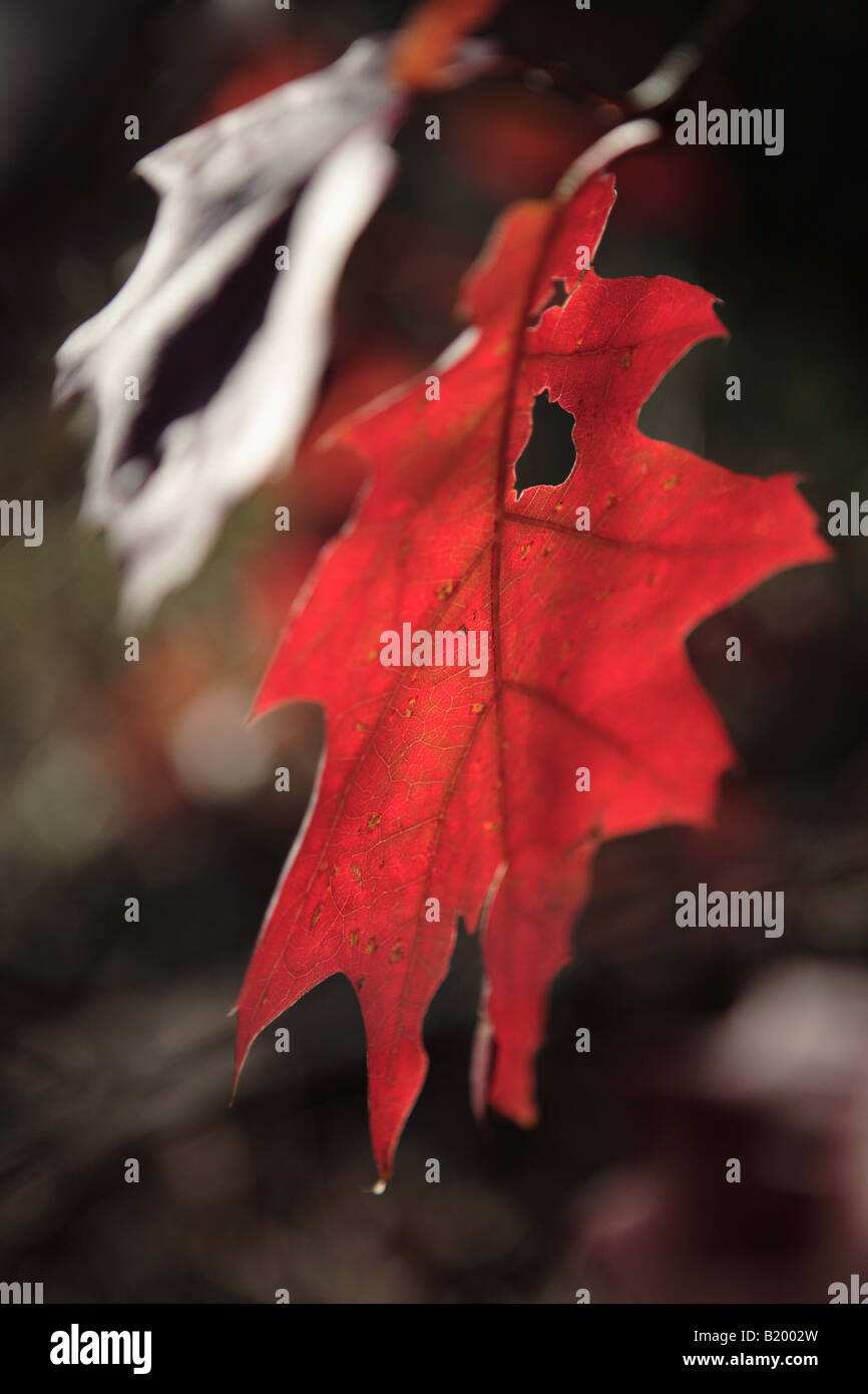 ROTEICHE QUERCUS RUBRA BLATT IM HERBST IN KETTLE MORAINE STAATSWALD SOUTH UNIT WISCONSIN USA Stockfoto