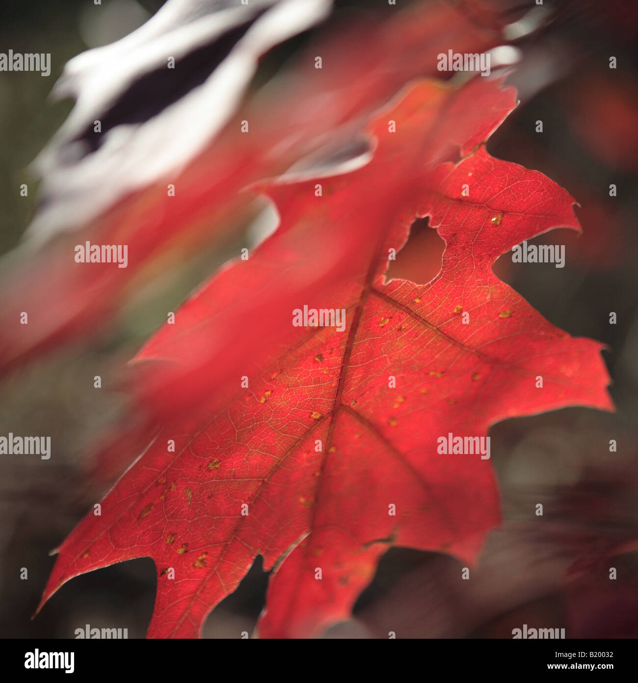 ROTEICHE QUERCUS RUBRA BLATT IM HERBST IN KETTLE MORAINE STAATSWALD SOUTH UNIT WISCONSIN USA Stockfoto