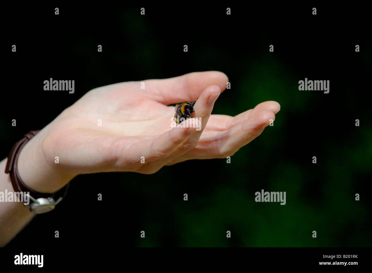 Die Hand einer Frau hielt sich heraus, und eine Hummel saß auf dem dritten Finger. Stockfoto