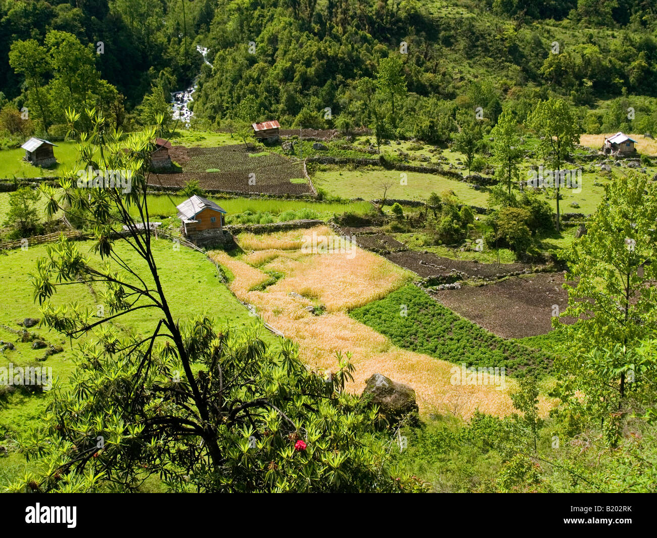 Weizen und Hirse Felder in Nord-Sikkim in Indien Stockfoto