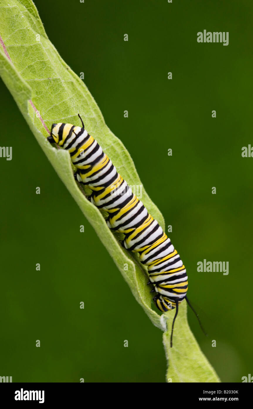 Monarch-Schmetterling Raupe Fütterung auf Wolfsmilch Blatt Stockfoto