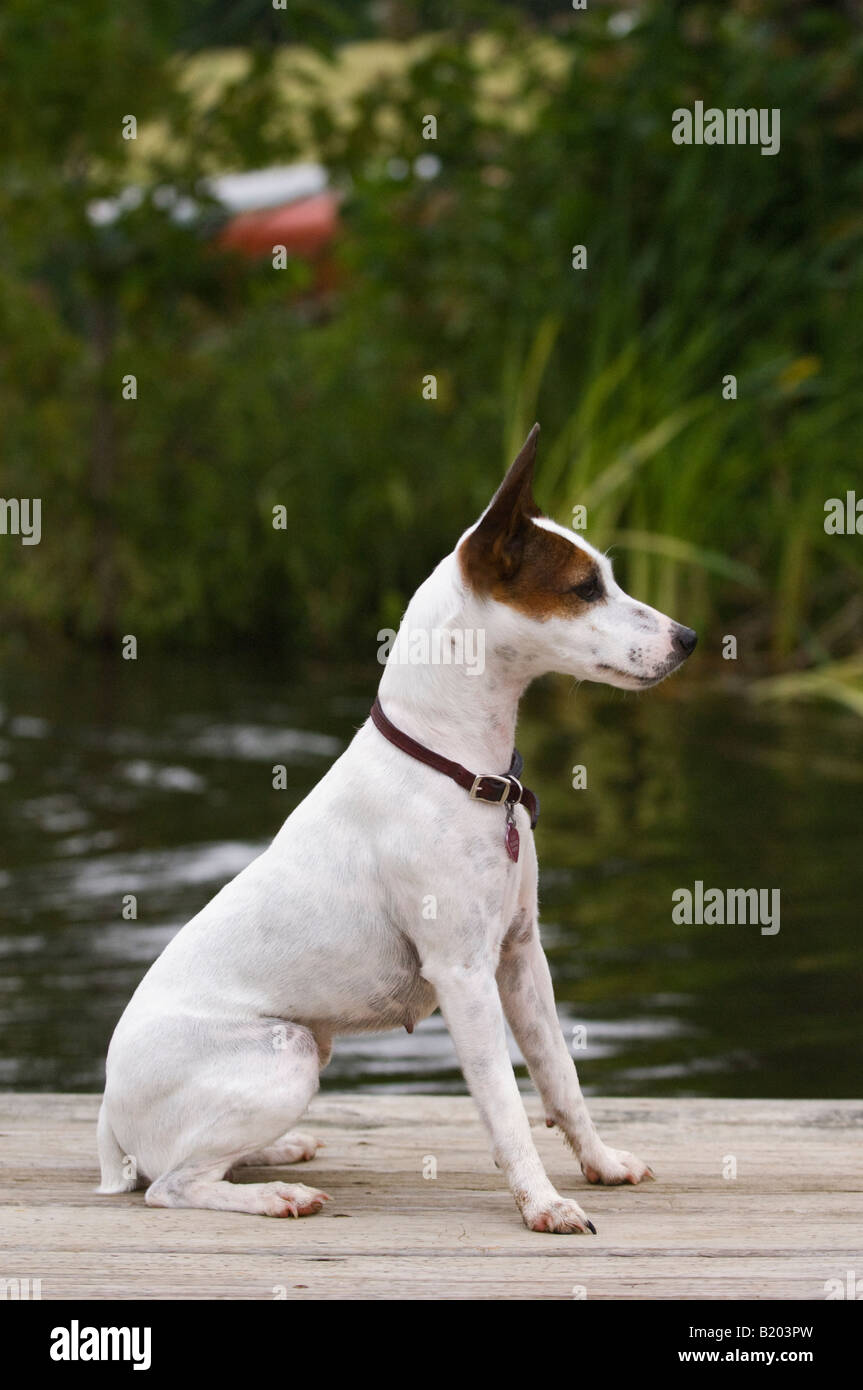 Parson Jack Russell Terrier auf Dock am See sitzen zu warnen Stockfoto