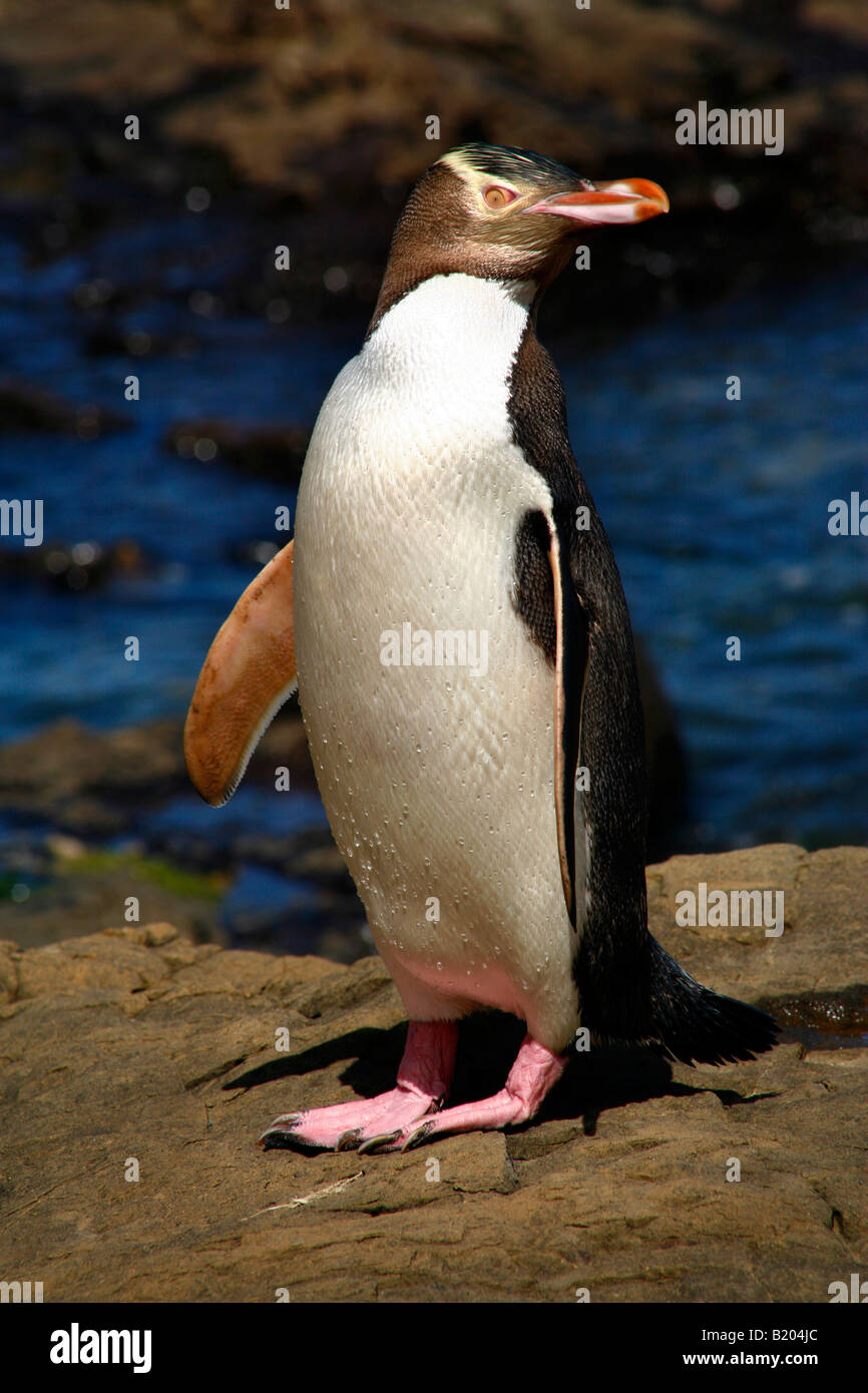 Yellow-eyed Penguin, Catlins, Südinsel, Neuseeland Stockfoto