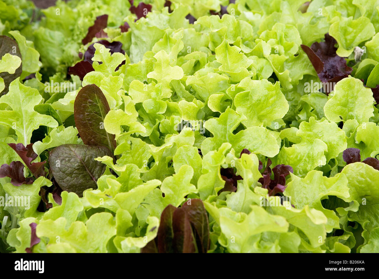 Salatblätter sind einfach zu wachsen in Töpfen oder im Garten. Sie bieten gesunde Nährstoffe, Vitamine und Mineralien, Textur hinzufügen. Stockfoto