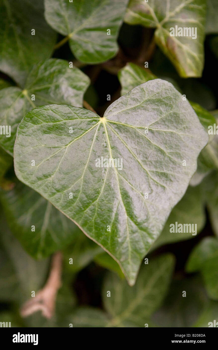 Das herzfrmige Blatt von einer Efeu-Bush Stockfotografie - Alamy