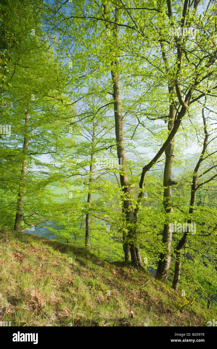 Buche über dem Fluss Usk in Crickhowell, Powys, Wales, UK Stockfoto