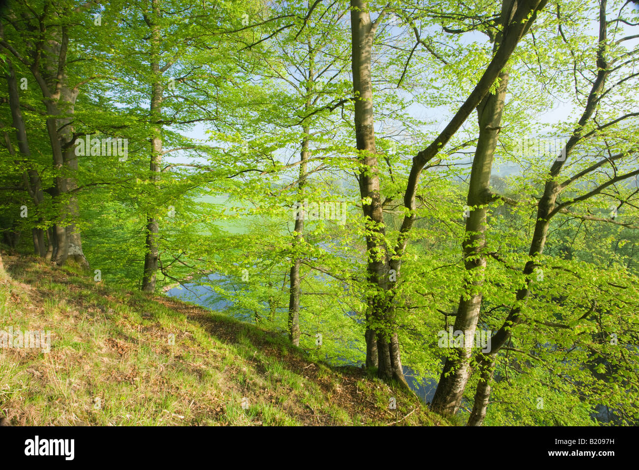 Buche über dem Fluss Usk in Crickhowell, Powys, Wales, UK Stockfoto