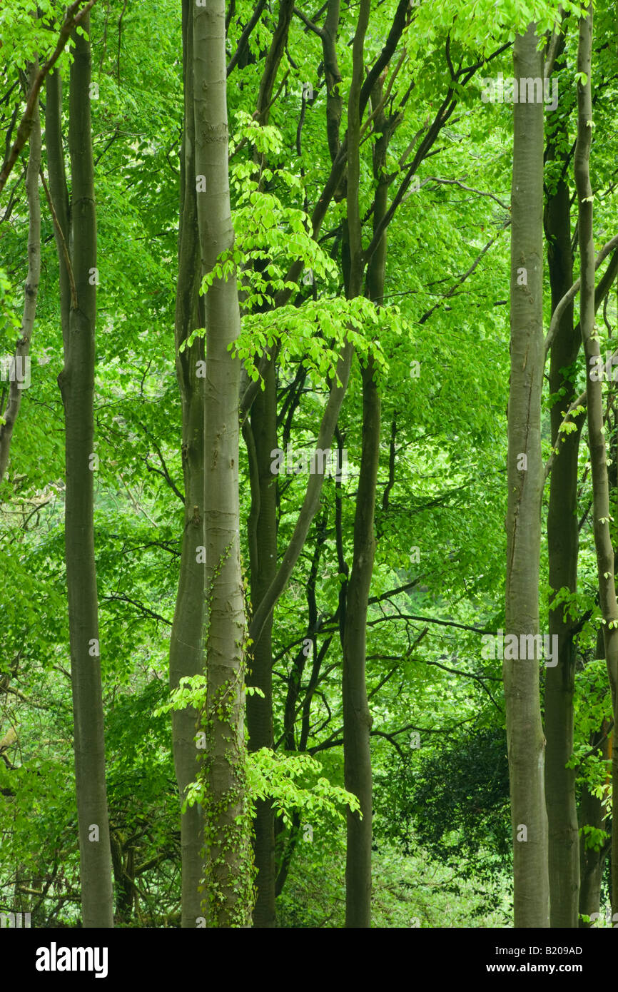 Buchenwald, Fagus Sylvatica. Llanthony Holz, Wales, UK Stockfoto