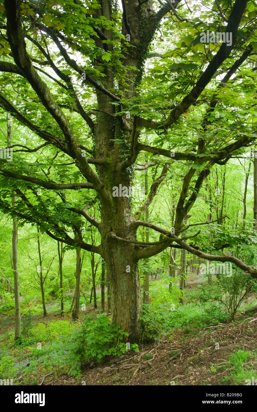Bergahorn, Acer Pseudoplatanus. Wales, UK Stockfoto