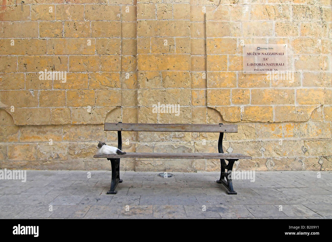 Streunende Katze auf Bank mit Kalksteinwand hinter in Valletta, Malta Stockfoto