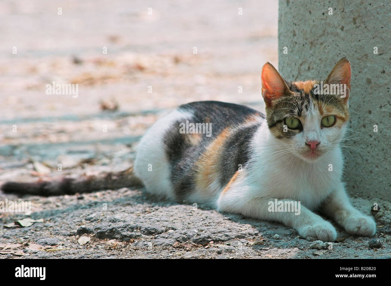 Malteser streunende Katze malta Stockfoto