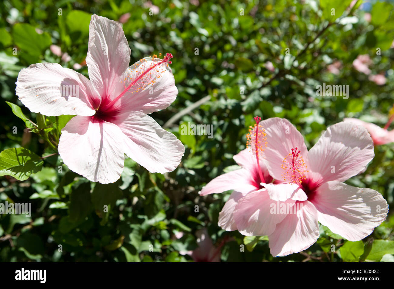 Blumen, Pflanze, Natur, Detail, rosa, Spanien, Farbe, Farben, Botanik, Flores, Colores, Planta Botanica Stockfoto