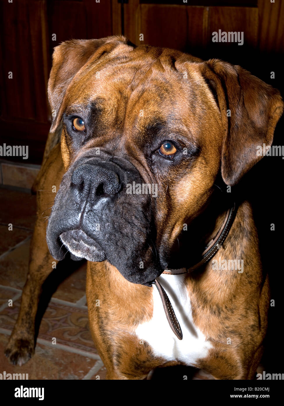 Milo - unsere wunderschöne, arrogant, intelligent und schönsten Boxer Hund 18 Monate alt. Stockfoto