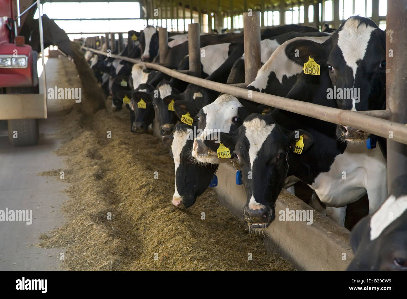 Kühe sind an einen großen Milchviehbetrieb gefüttert. Stockfoto