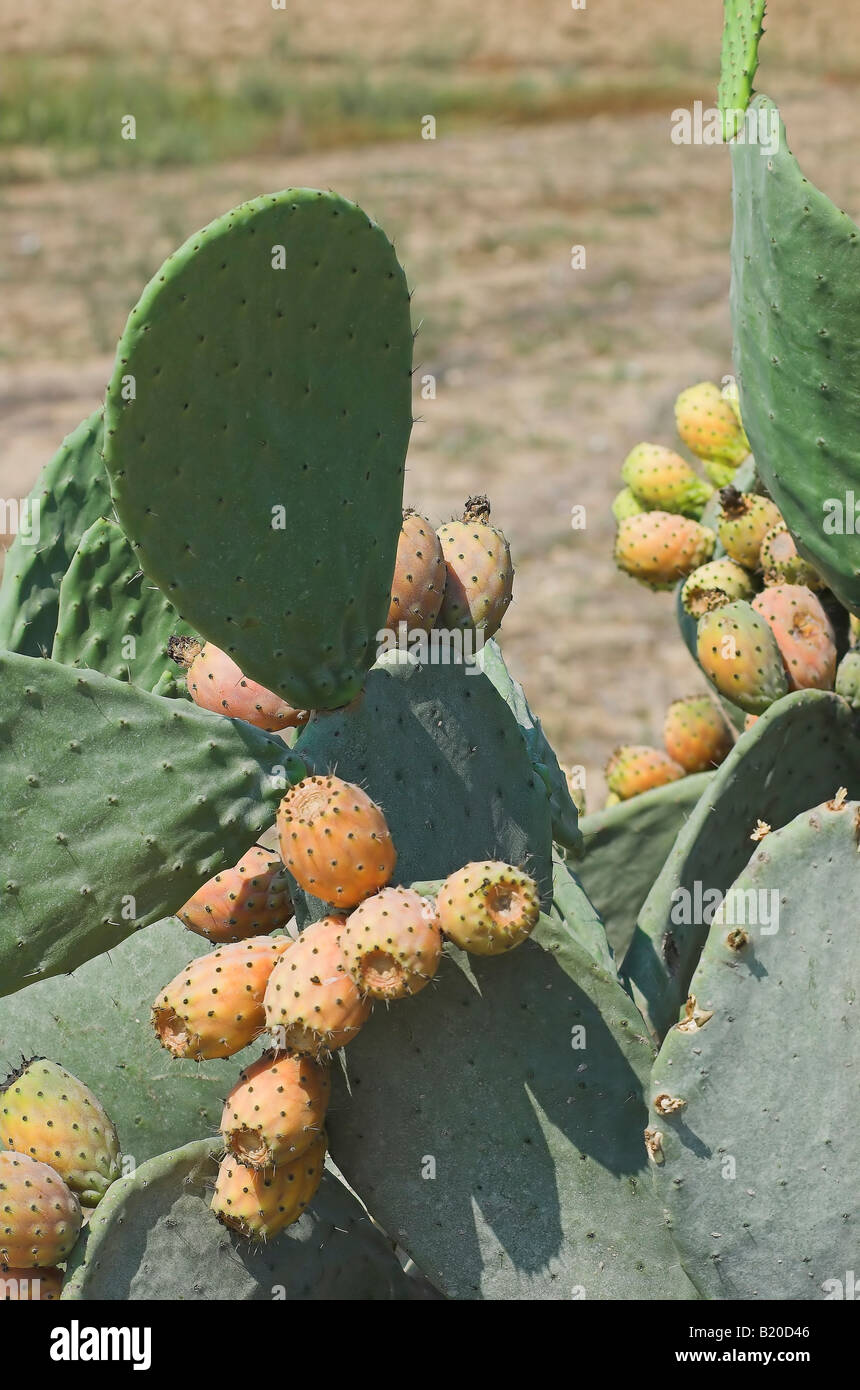 Opuntia Feigenkaktus mit Obstbau auf Gozo, malta Stockfoto