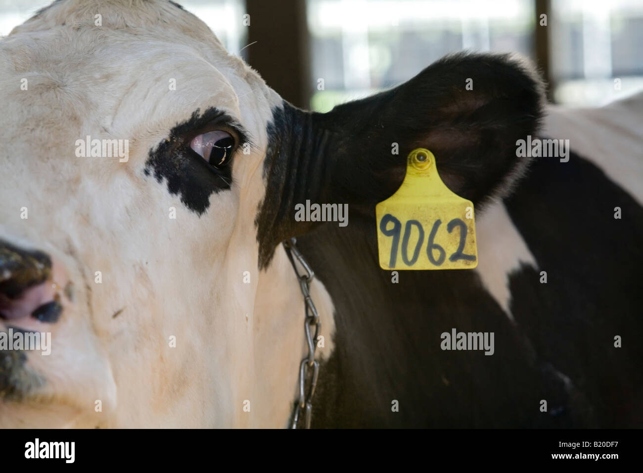 Elsie Michigan Kuh Nummer 9062 bei Green Meadow Farms a Dairy farm mit 9500 Rinder meist Holsteins Stockfoto