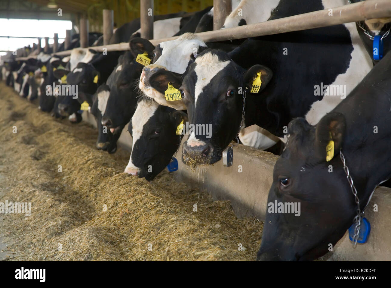 Elsie Michigan Kühe im Stall bei Green Meadow Farms einen Milchviehbetrieb mit 9500 Vieh meist Holsteins Stockfoto