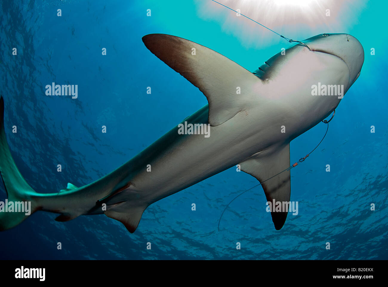 Caribbean Reef Shark von Langleinen gefangen Stockfoto