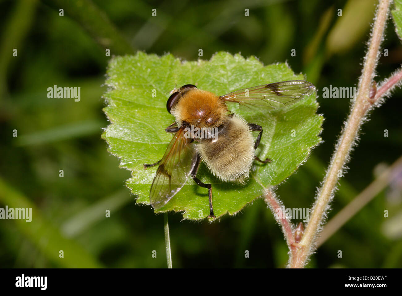 Hoverfly Arctophila Fulva Syrphidae imitiert die gemeinsame Karde Bumble Bee Bombus Pascuorum UK Stockfoto