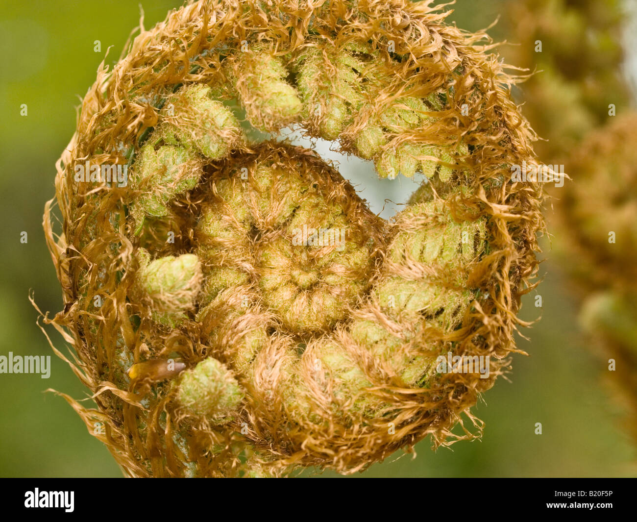 Wurmfarn Dryopteris Filix Mas (Dryopteridaceae) Stockfoto