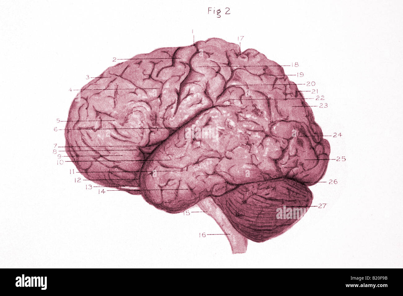 ABBILDUNG WINDUNGEN LINKEN HEMISPHÄRE DES GEHIRNS Stockfoto