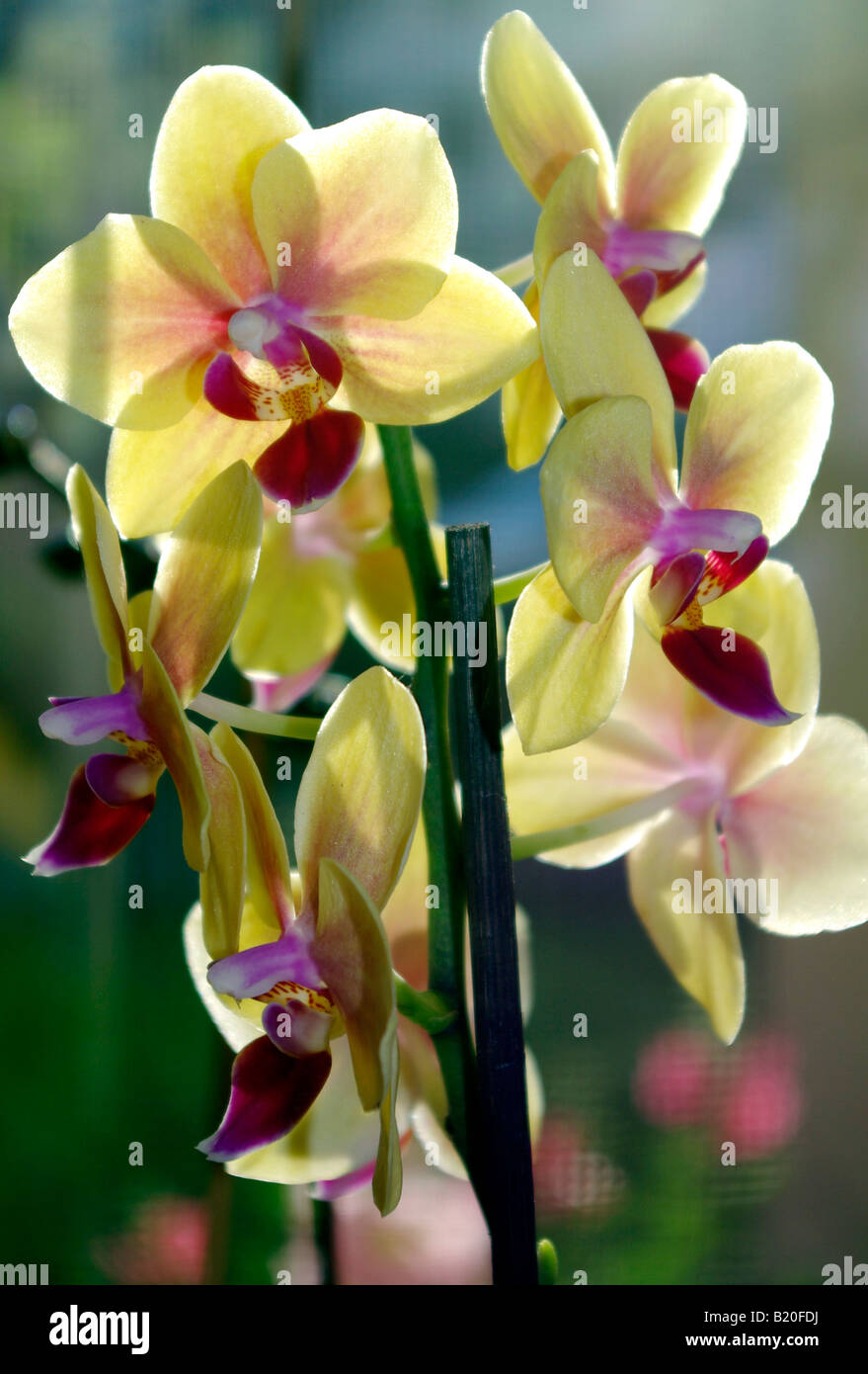 Motte Orchidee Blume Phalaenopsis in Blüte Stockfoto