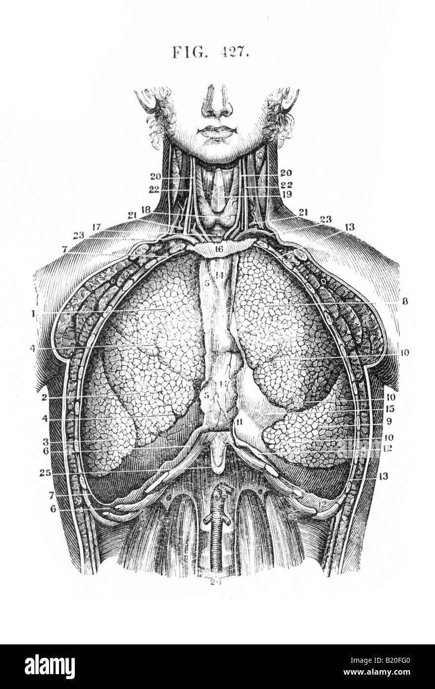 ABBILDUNG THORAX EINGEWEIDE ANSICHT VON VENTRAL Stockfoto