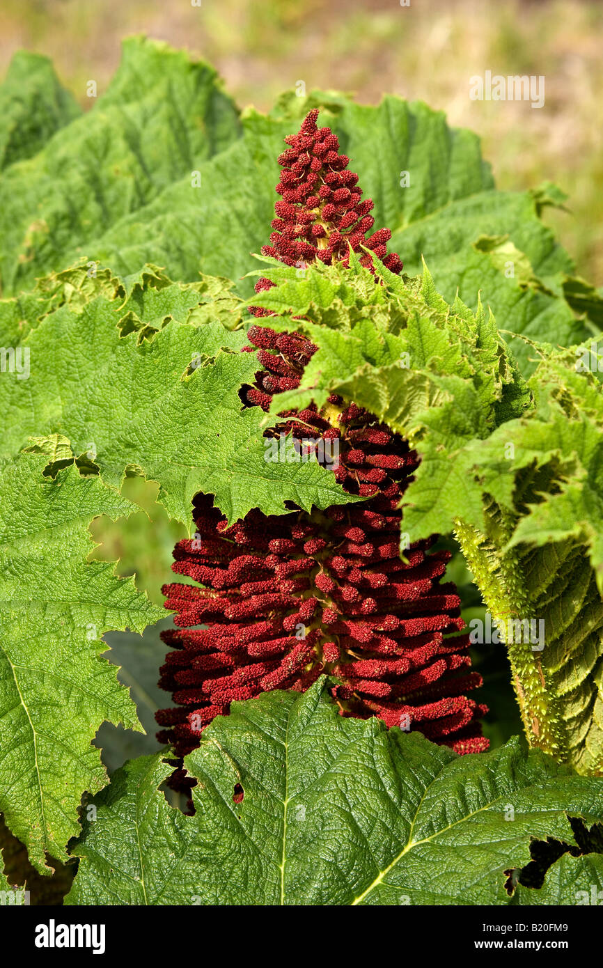 Nalca Pflanze Seenplatte Chile Stockfoto