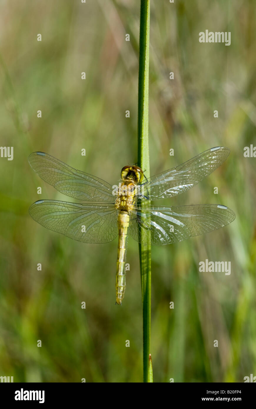 Ruddy Darter, Sympetrum Sanguineum, Libelle, Erwachsenen Erweiterung nach ausbrechen aus Larven Fall, Sussex, UK, Juli Stockfoto