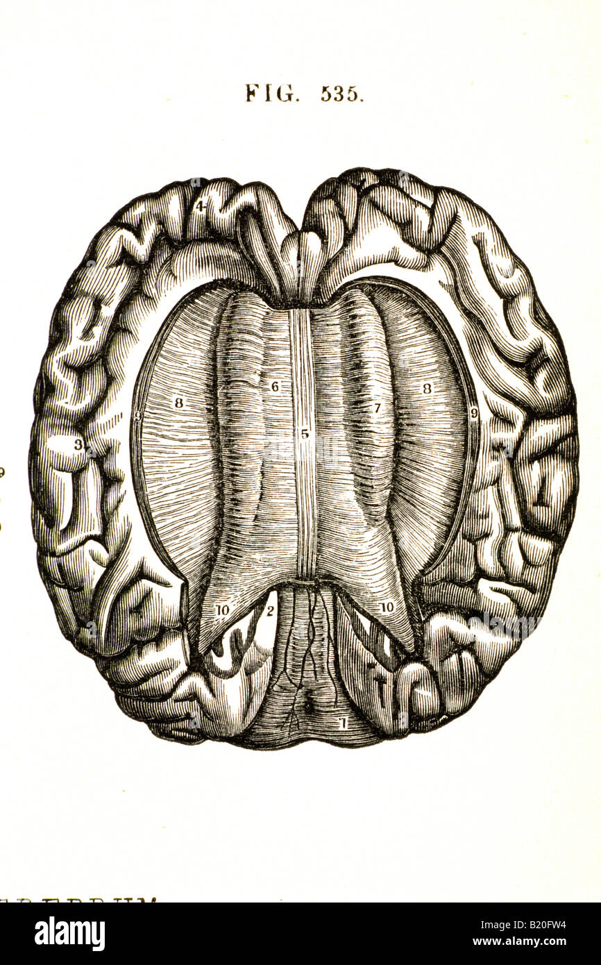 ABBILDUNG CORPUS CALLOSUM DES GEHIRNS Stockfoto