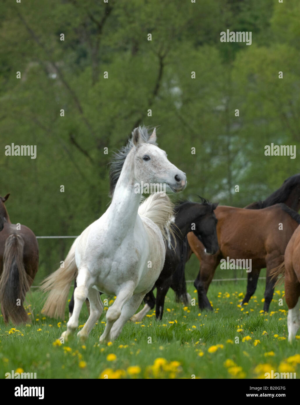 Weißes Pferd im Galopp Stockfoto