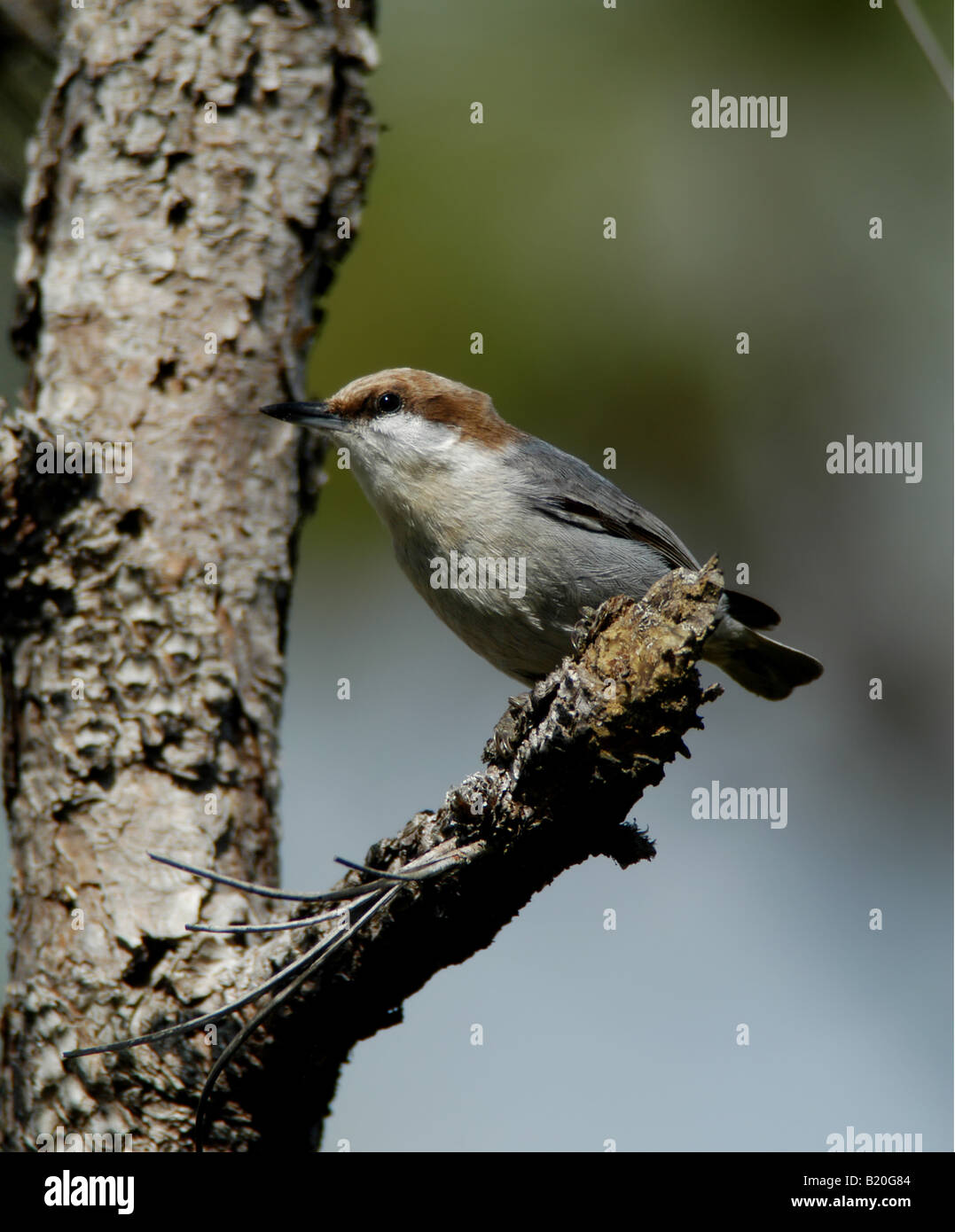 braune Leitung Kleiber bunte Florida Song Vogel Singvogel Kiefer Stockfoto
