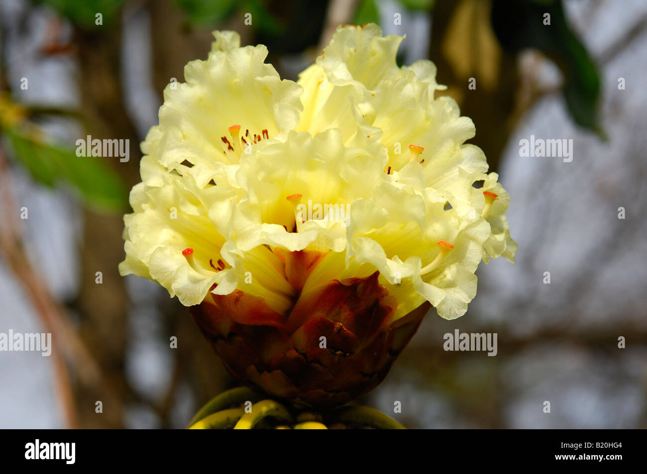 Blumen von einem exotischen Rhododendron-Busch, Rhododendron macabeanum Stockfoto