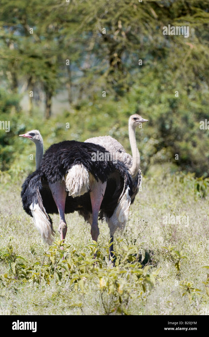 Somali Strauß, Kenia, Afrika, Stockfoto