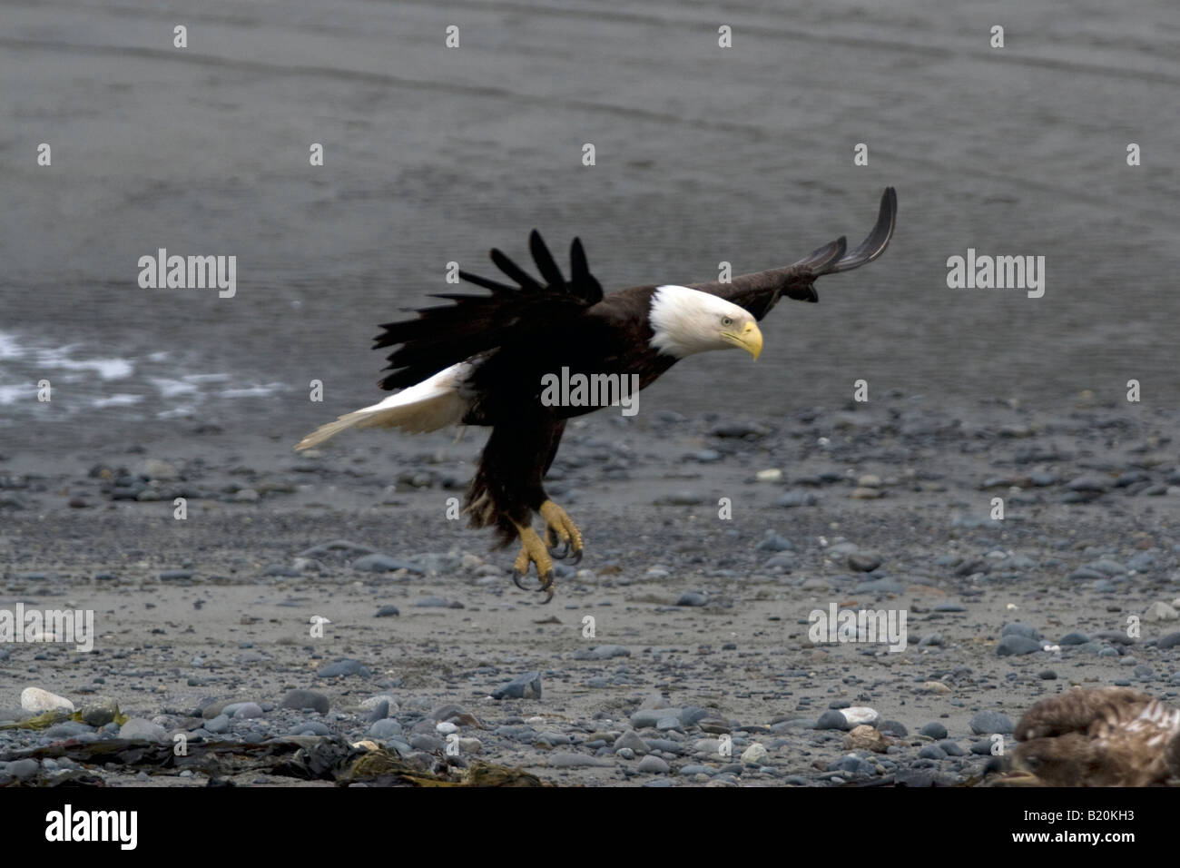 Hab ihn gehakt und hier gelandet Fotos und Bildmaterial in hoher Auflösung Alamy